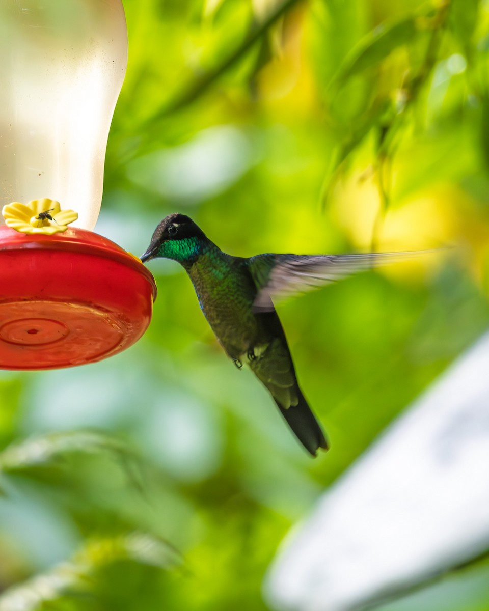 Talamanca Hummingbird - ML642973777
