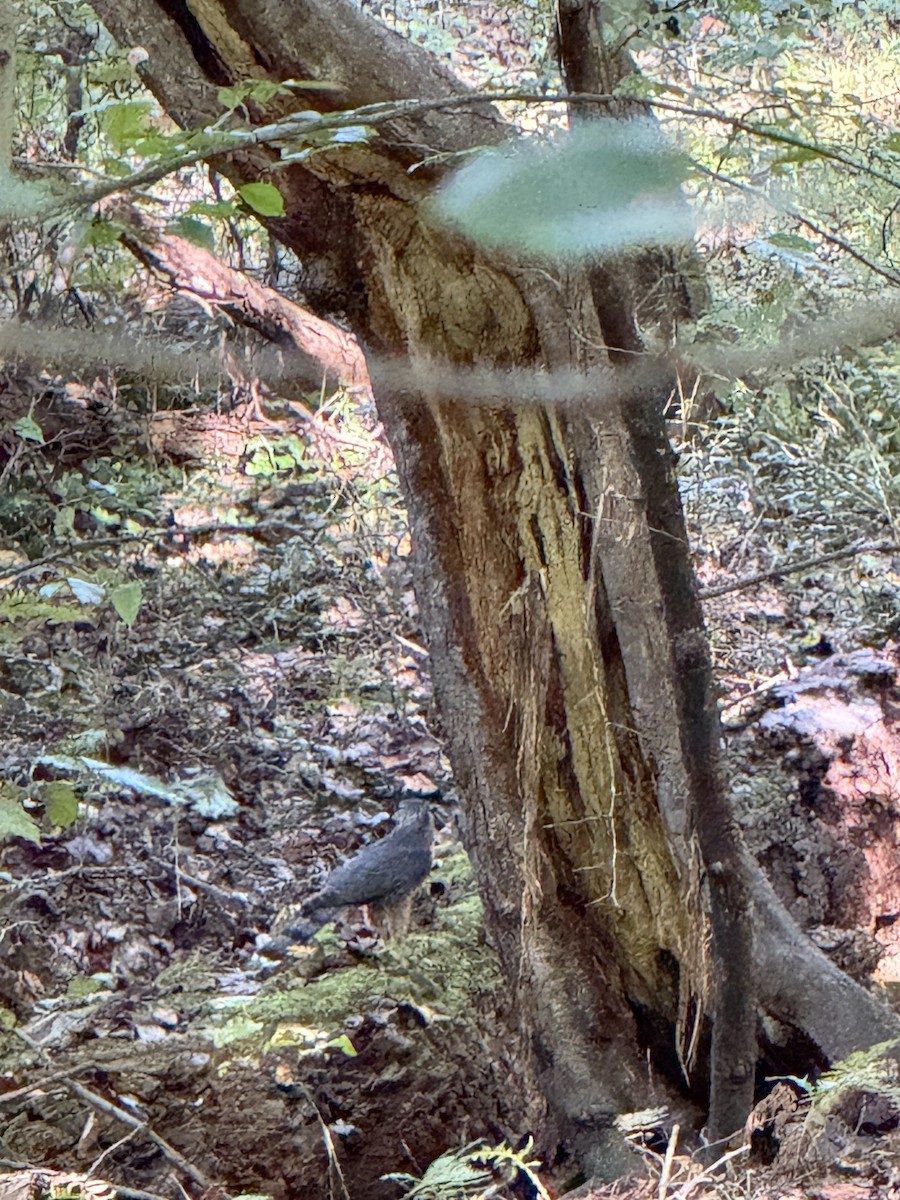 Cooper's Hawk - ML642973782