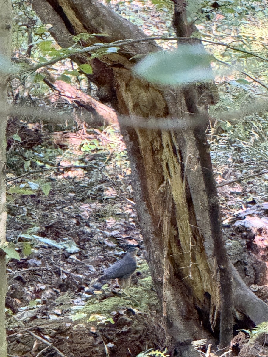 Cooper's Hawk - ML642973783