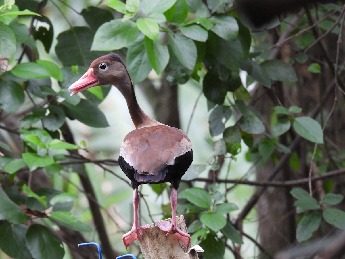 Black-bellied Whistling-Duck - ML642973784