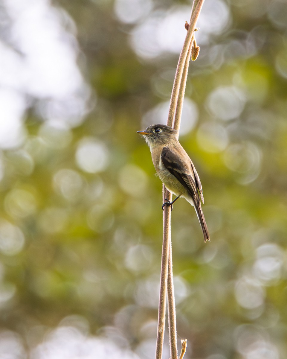 Black-capped Flycatcher - ML642973793