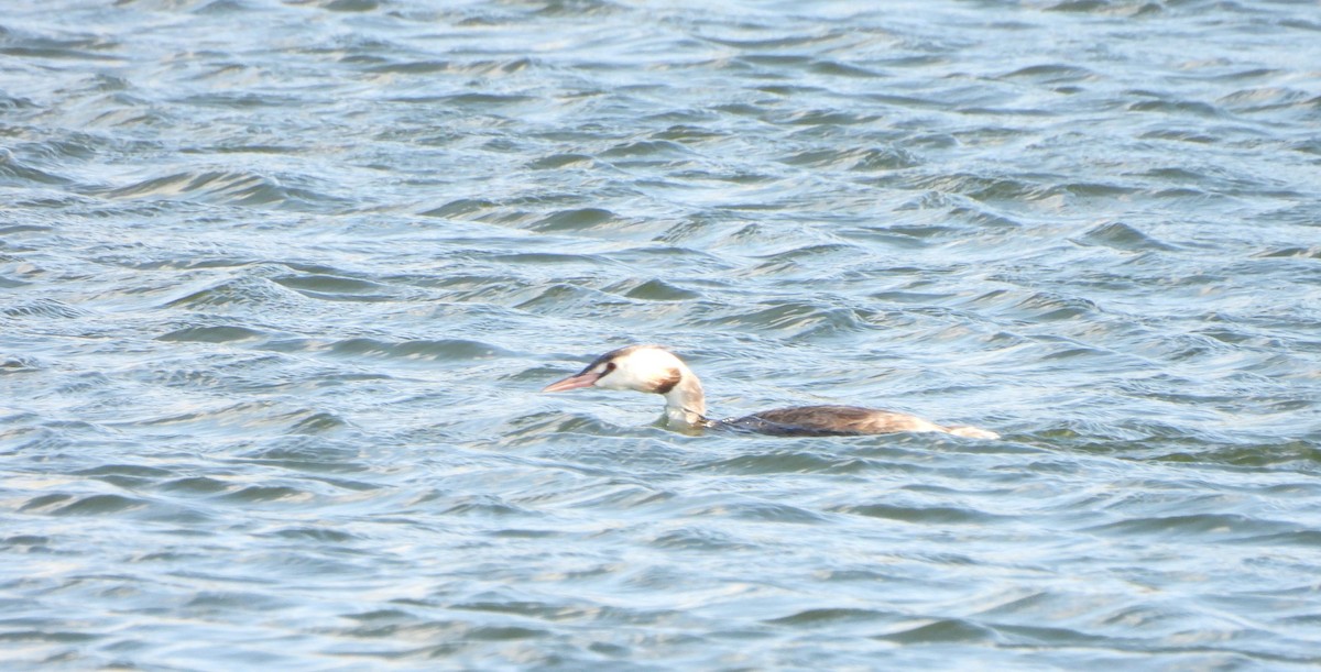 Great Crested Grebe - ML642973830