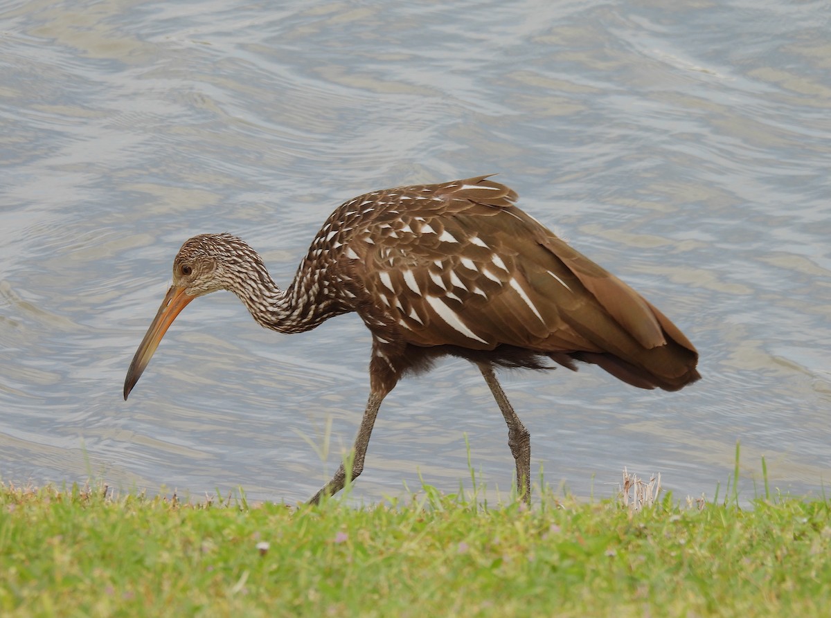 Limpkin - ML642973833