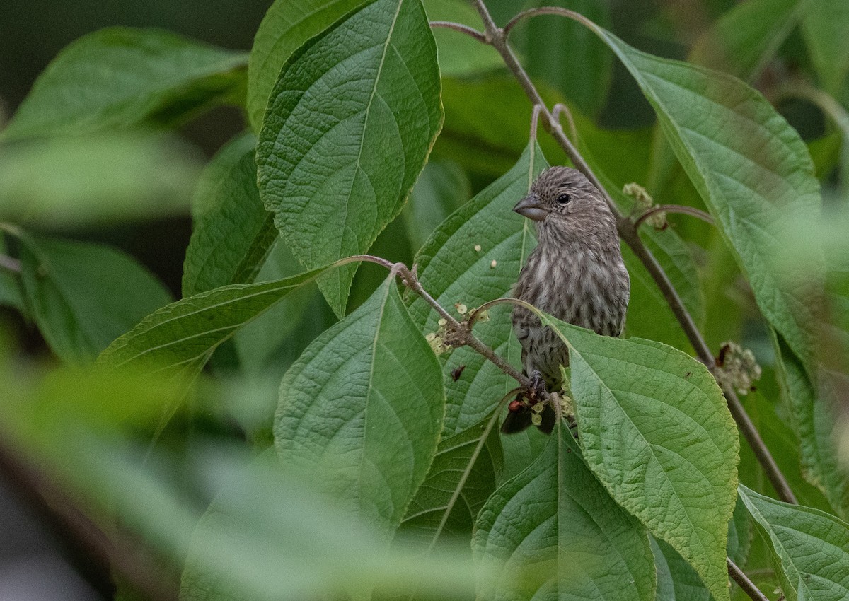 House Finch - ML642973843