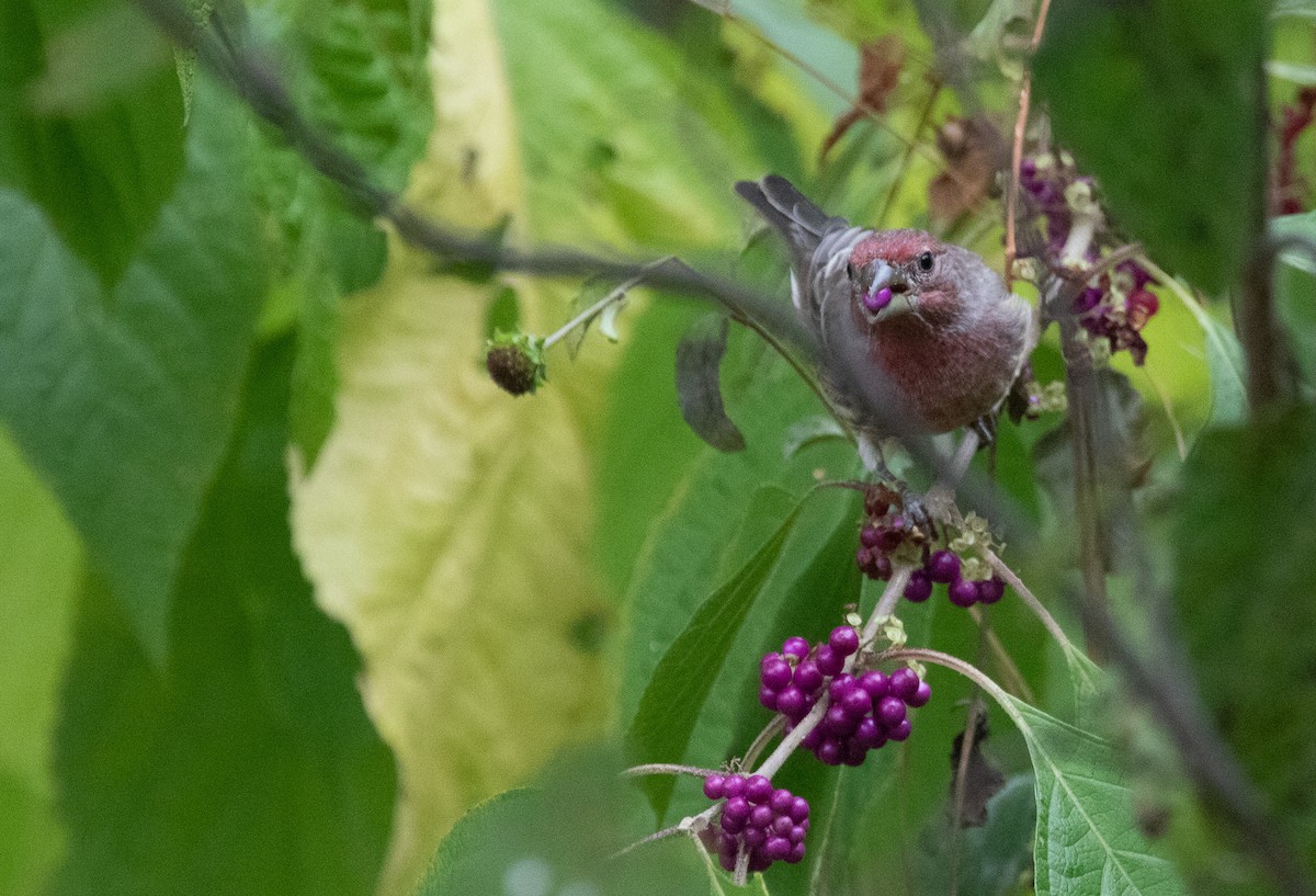 House Finch - ML642973845