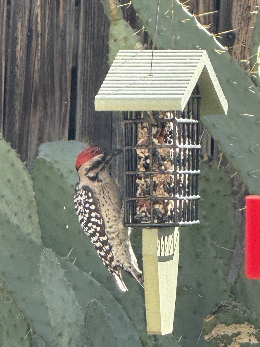 Ladder-backed Woodpecker - ML642973866