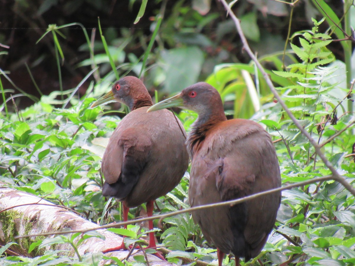 Slaty-breasted Wood-Rail - ML642973880