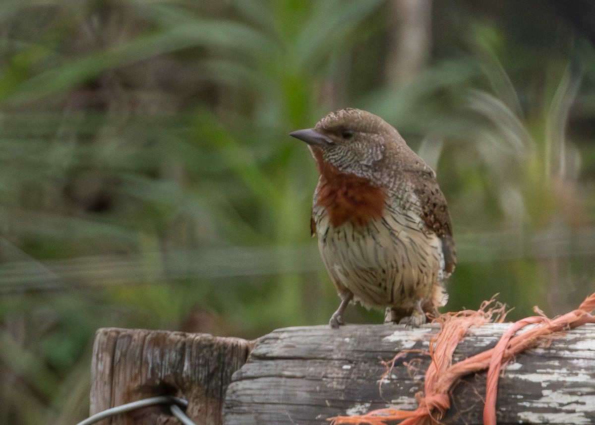 Red-throated Wryneck - ML642973891