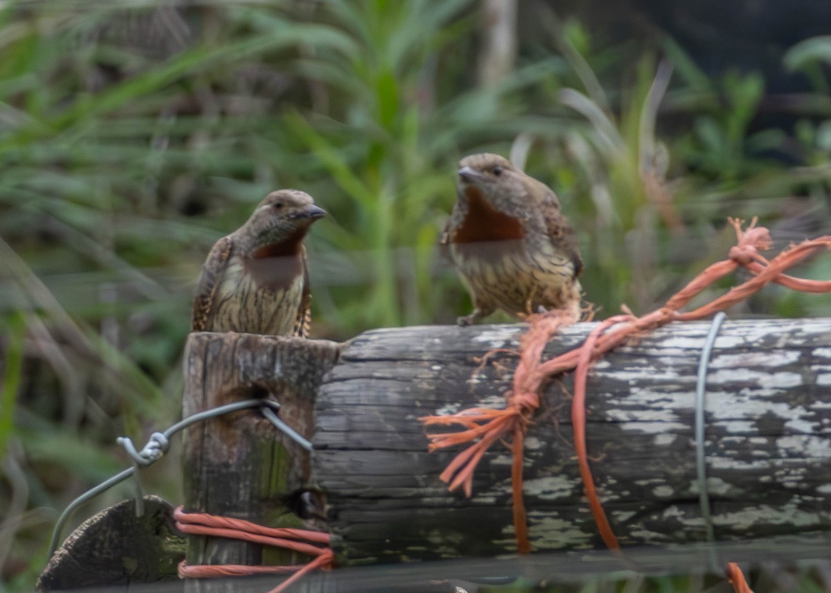 Red-throated Wryneck - ML642973892