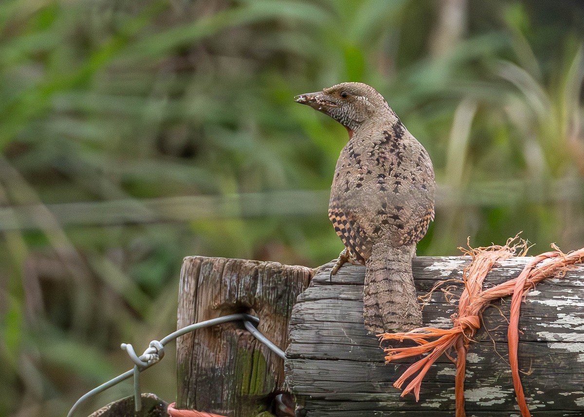 Red-throated Wryneck - ML642973893