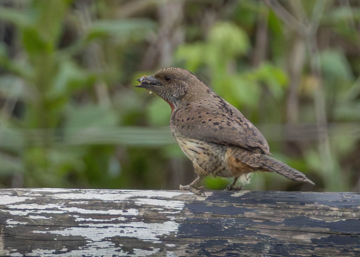 Red-throated Wryneck - ML642973894