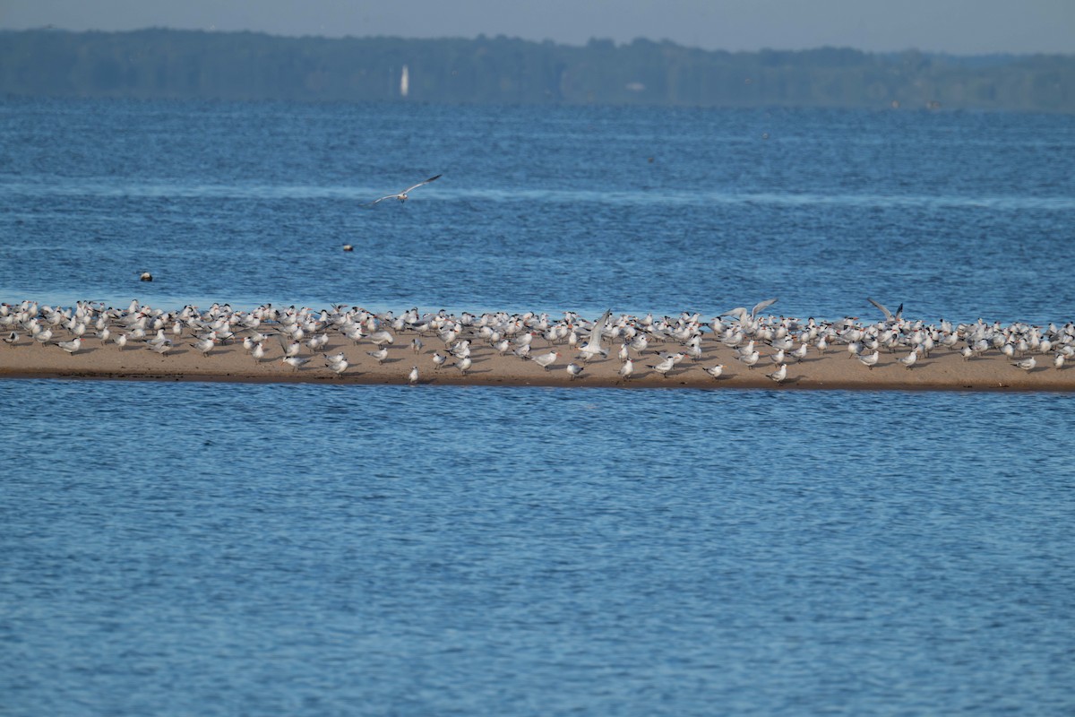 Royal Tern - ML642973937