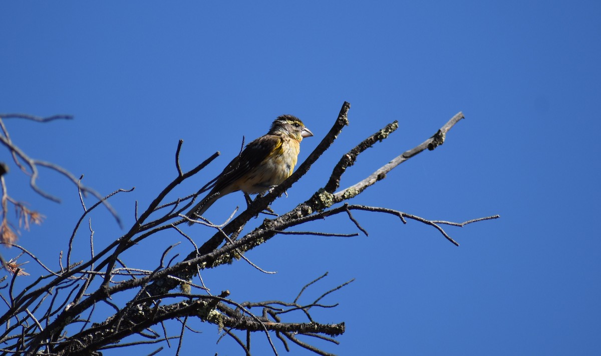 Black-headed Grosbeak - ML642973944