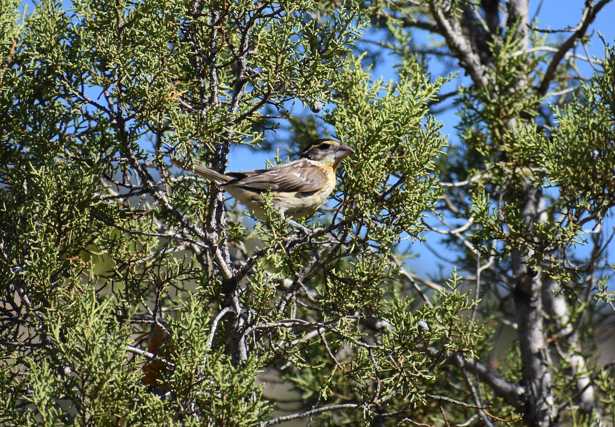 Black-headed Grosbeak - ML642973945