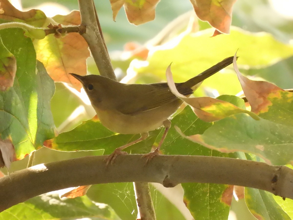 Common Yellowthroat - ML642973968