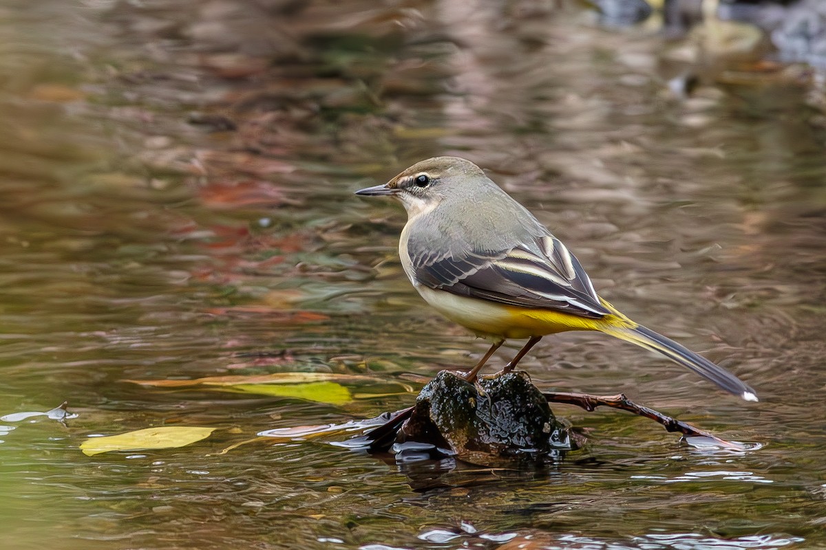 Gray Wagtail - ML642973986