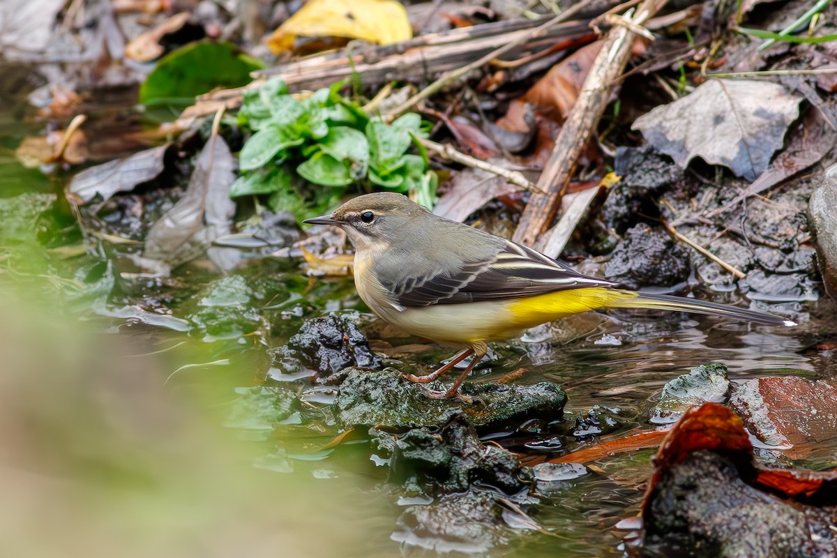 Gray Wagtail - ML642973987