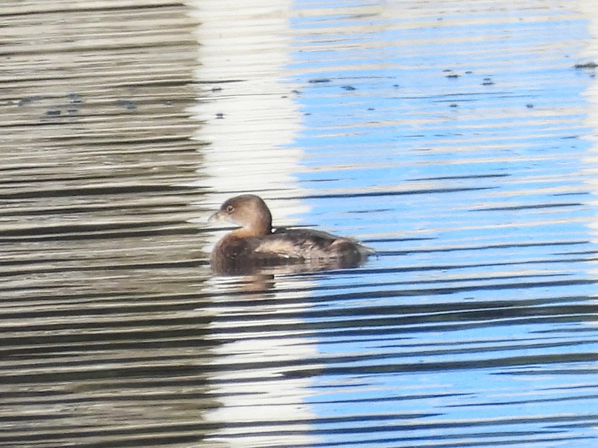 Pied-billed Grebe - ML642973996