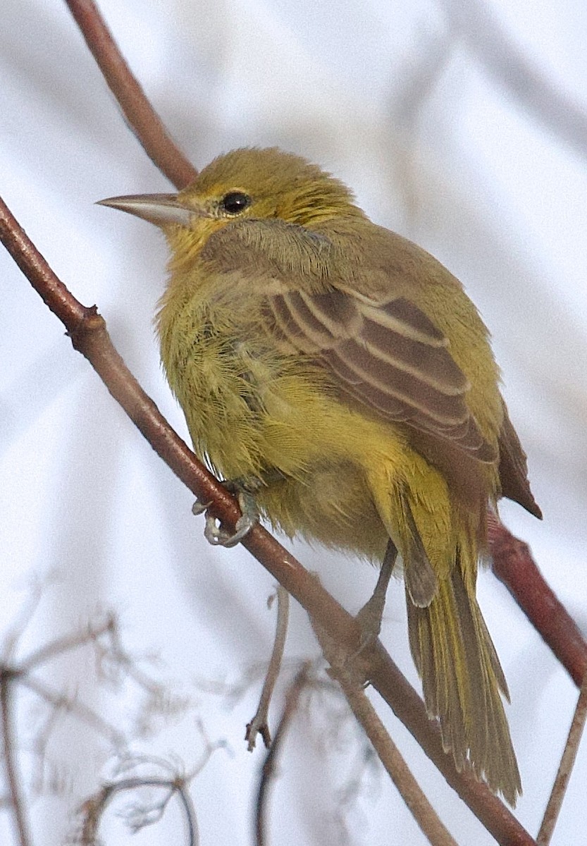 Orchard Oriole - ML642974012
