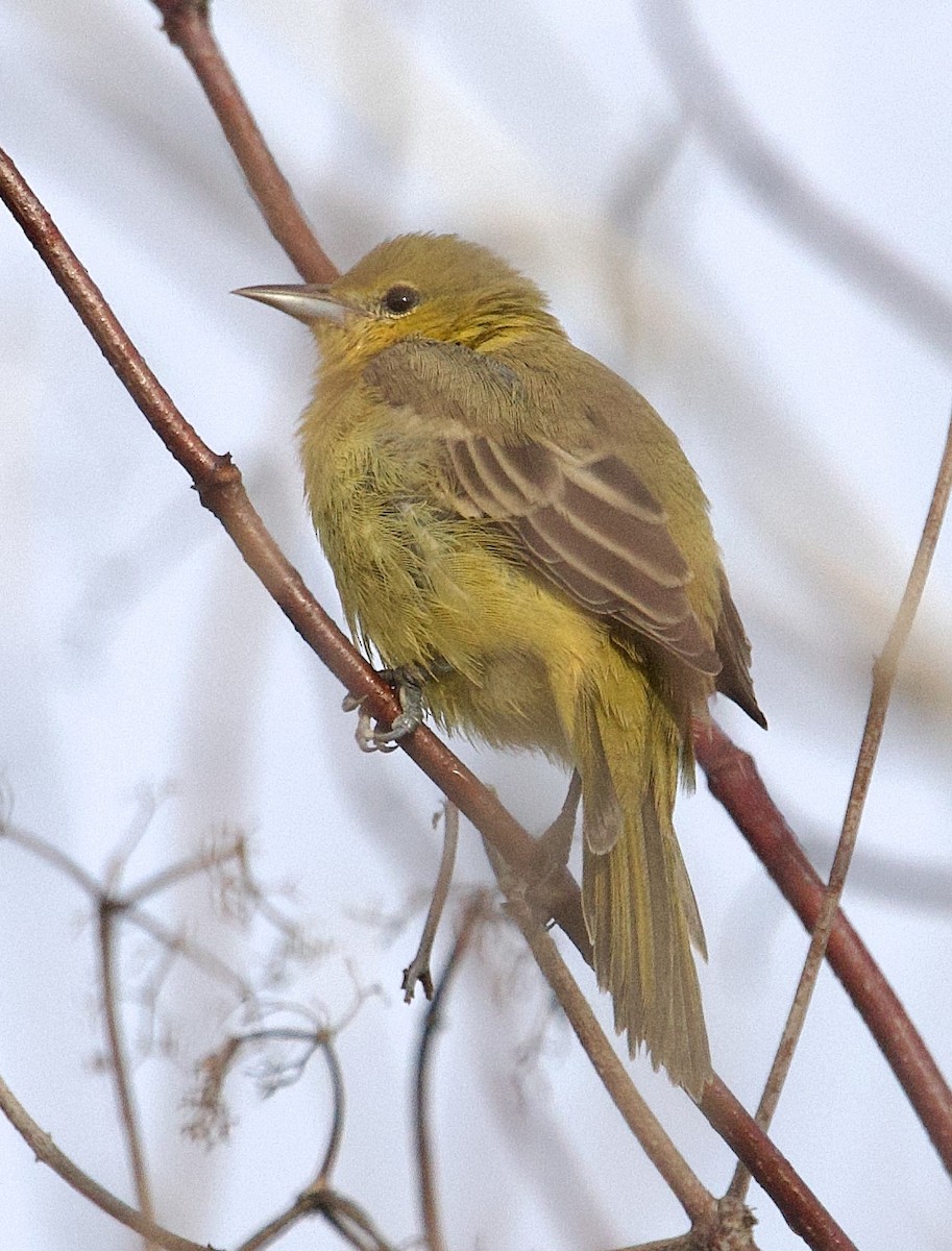 Orchard Oriole - ML642974014