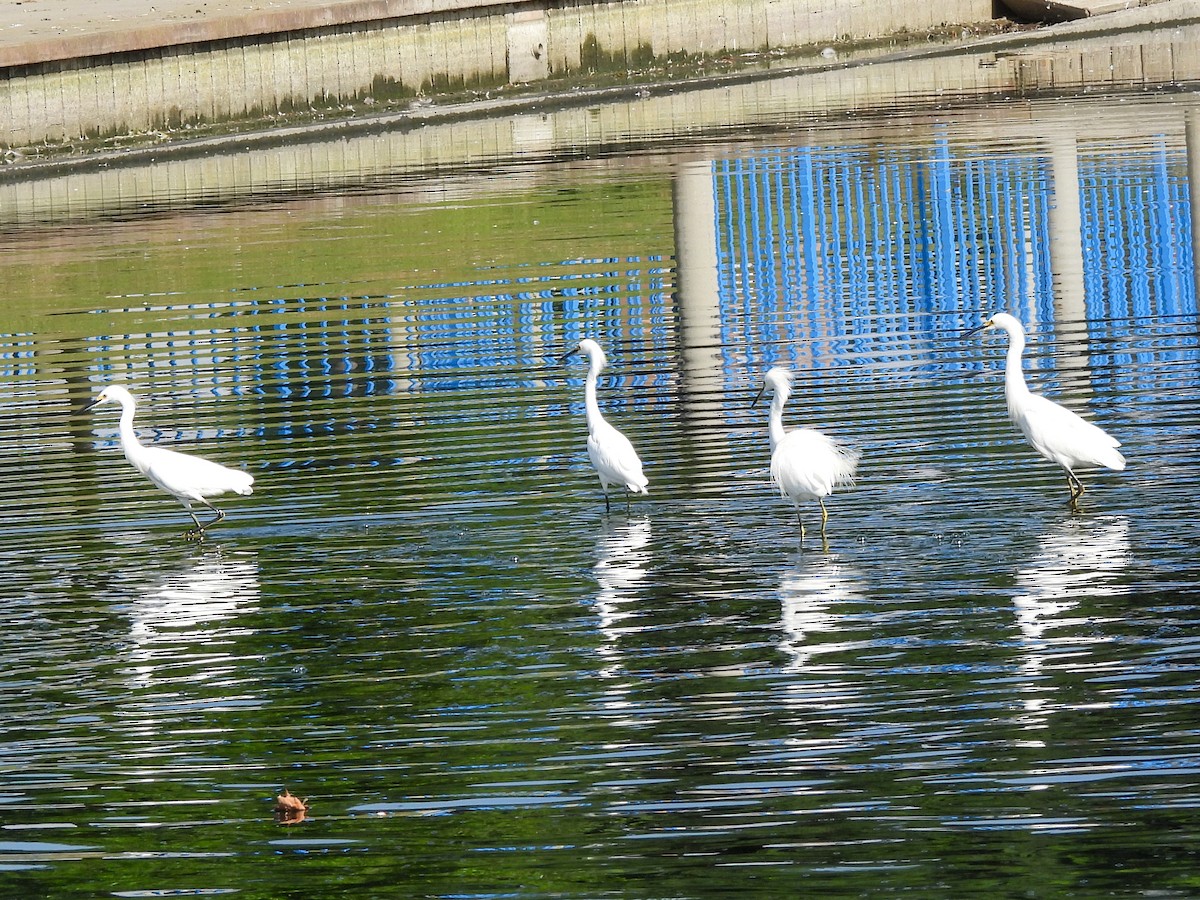 Snowy Egret - ML642974029