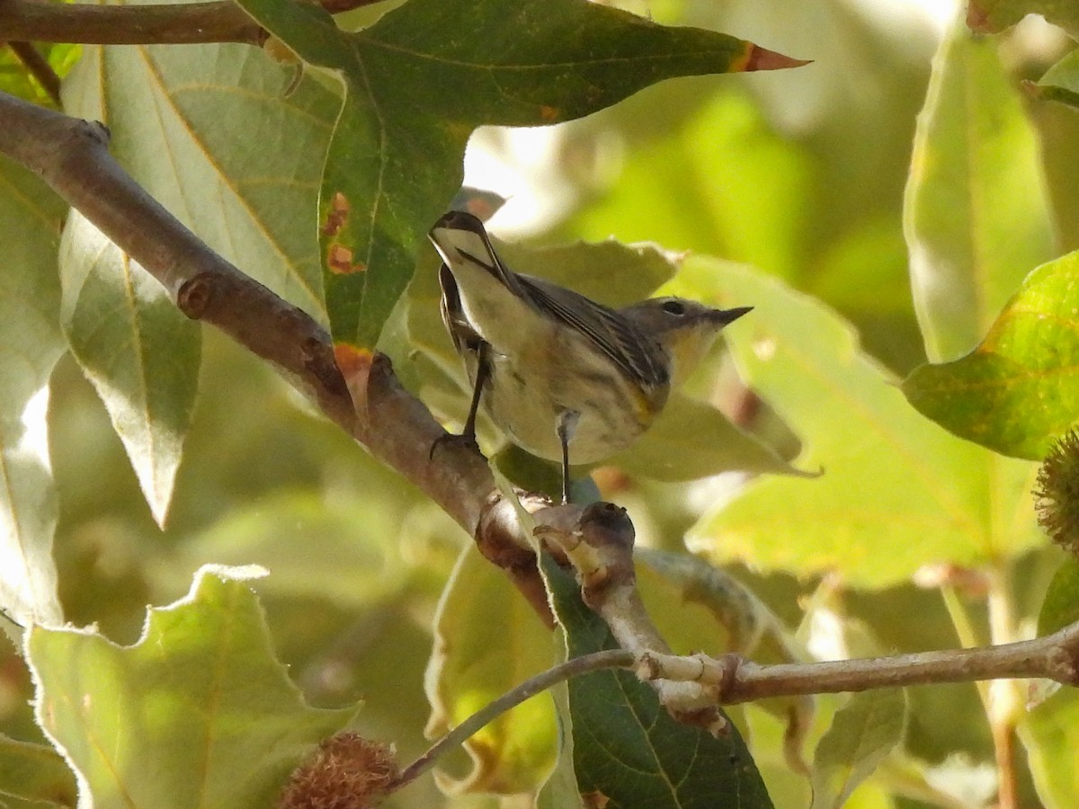 Yellow-rumped Warbler - ML642974045