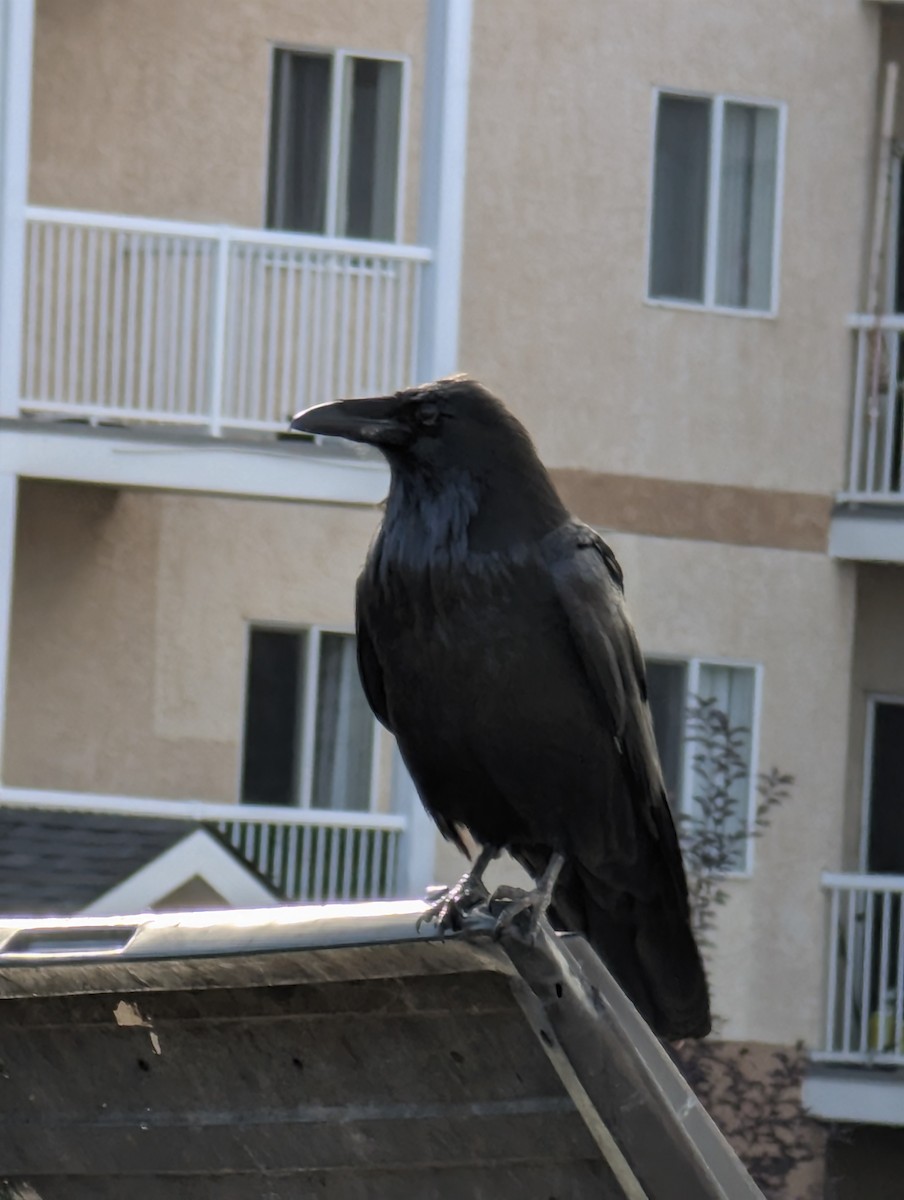 Common Raven - ML642974046