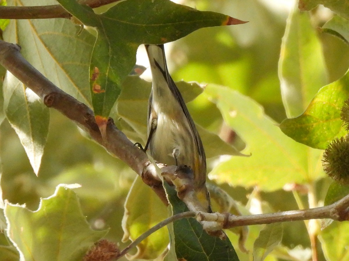 Yellow-rumped Warbler - ML642974047