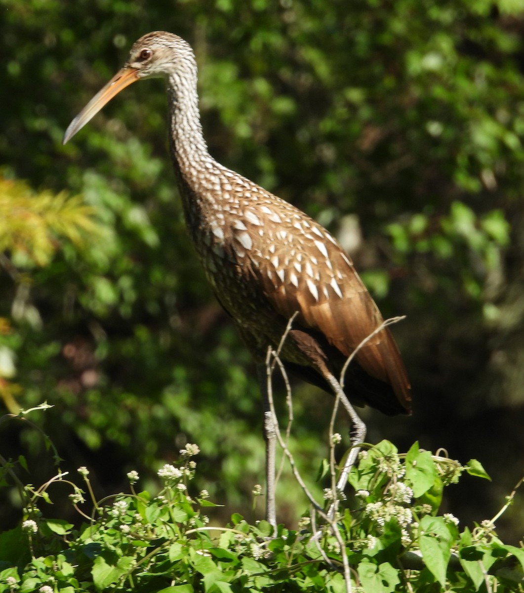 Limpkin - ML642974048