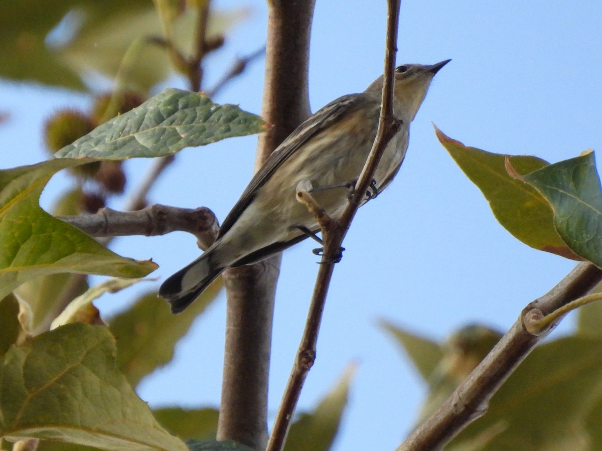 Yellow-rumped Warbler - ML642974049