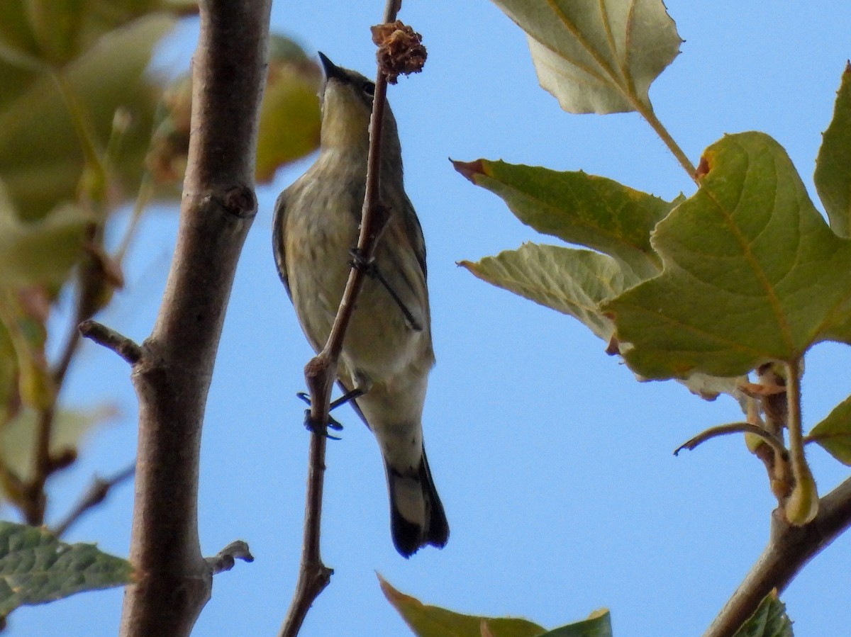 Yellow-rumped Warbler - ML642974051