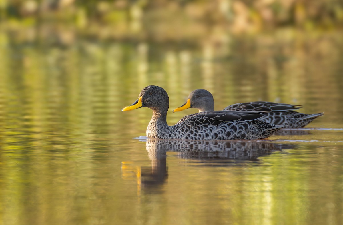 Yellow-billed Duck - ML642974052
