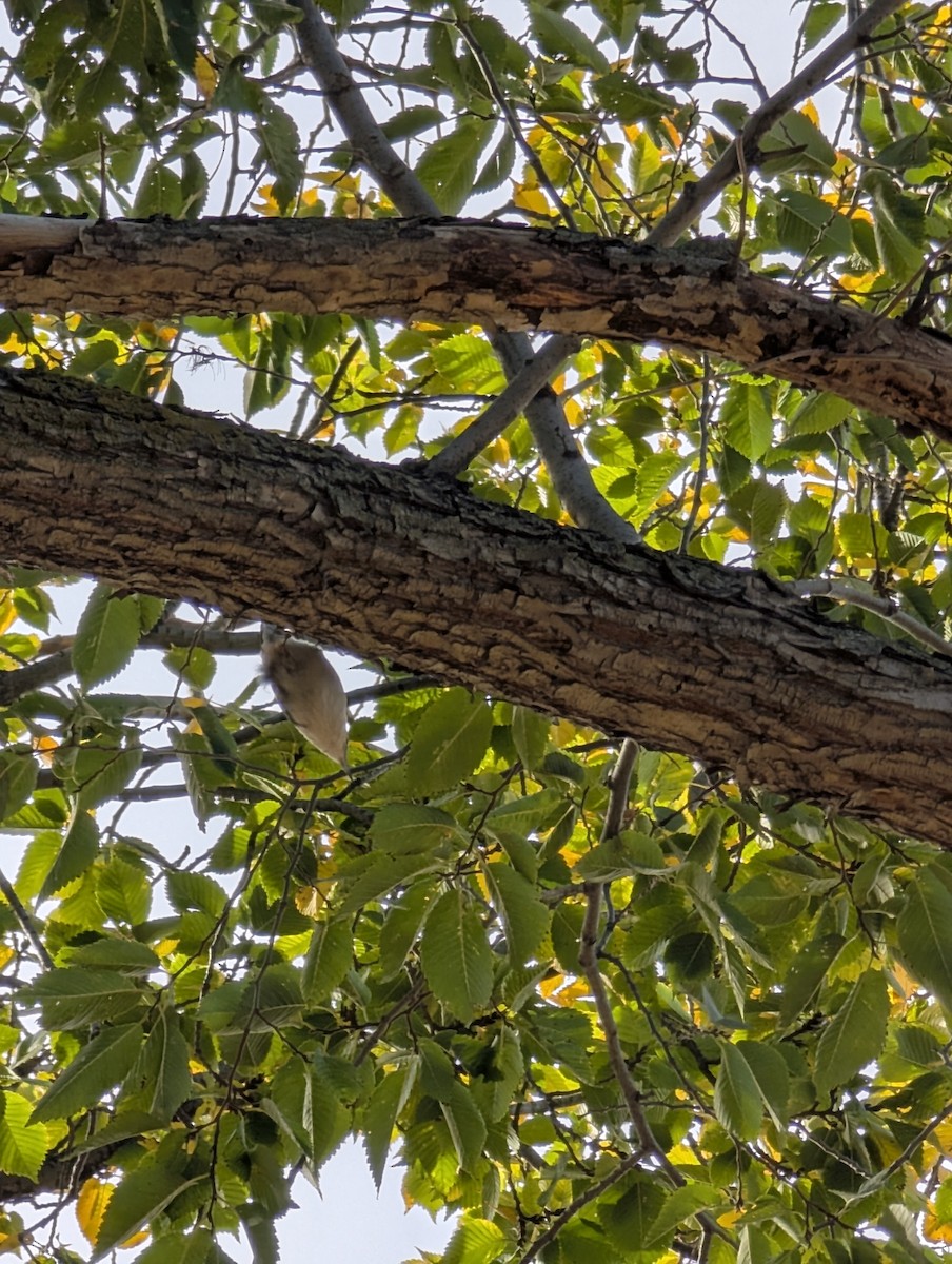 White-breasted Nuthatch - ML642974064