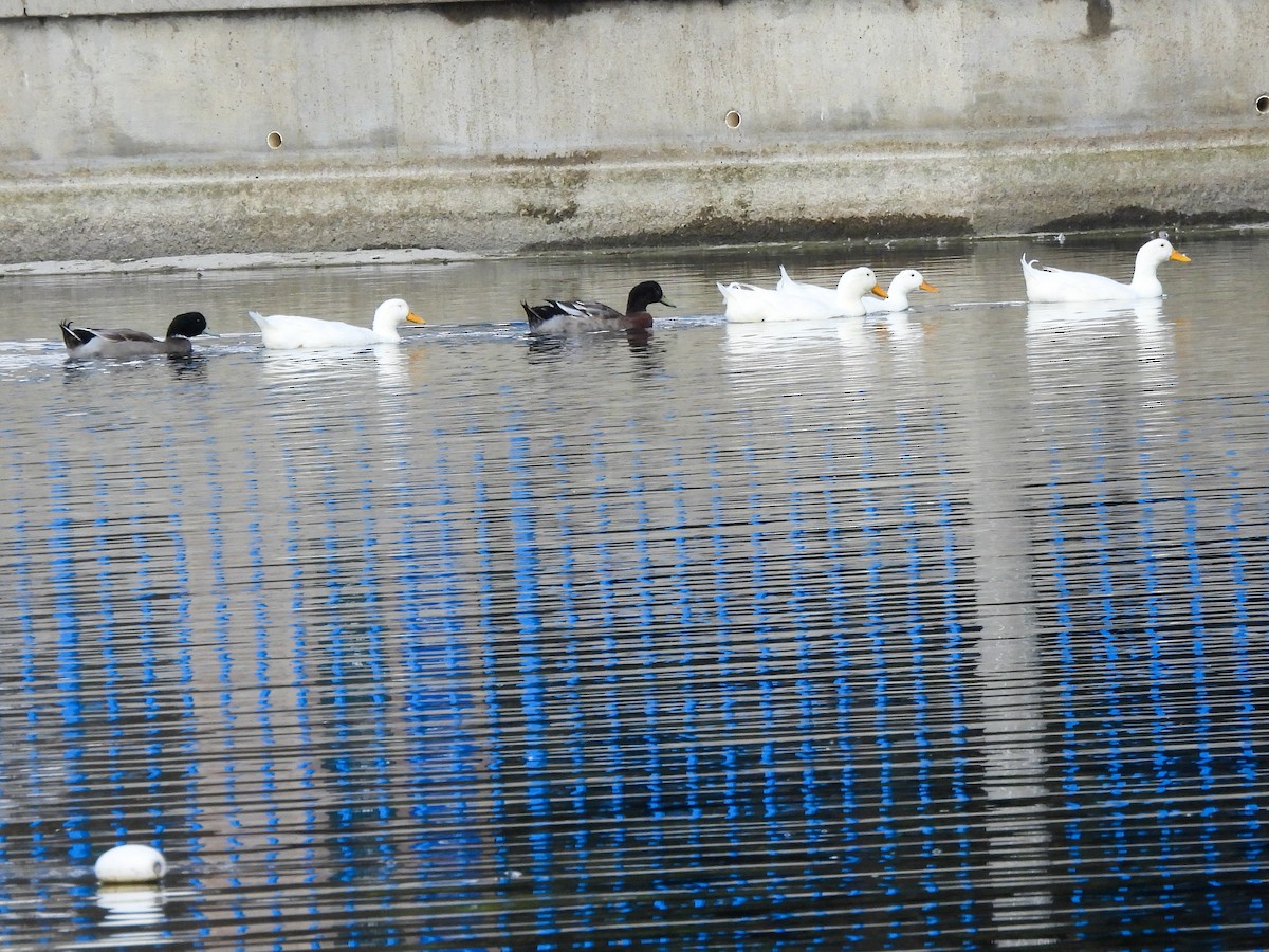 Mallard (Domestic type) - ML642974079