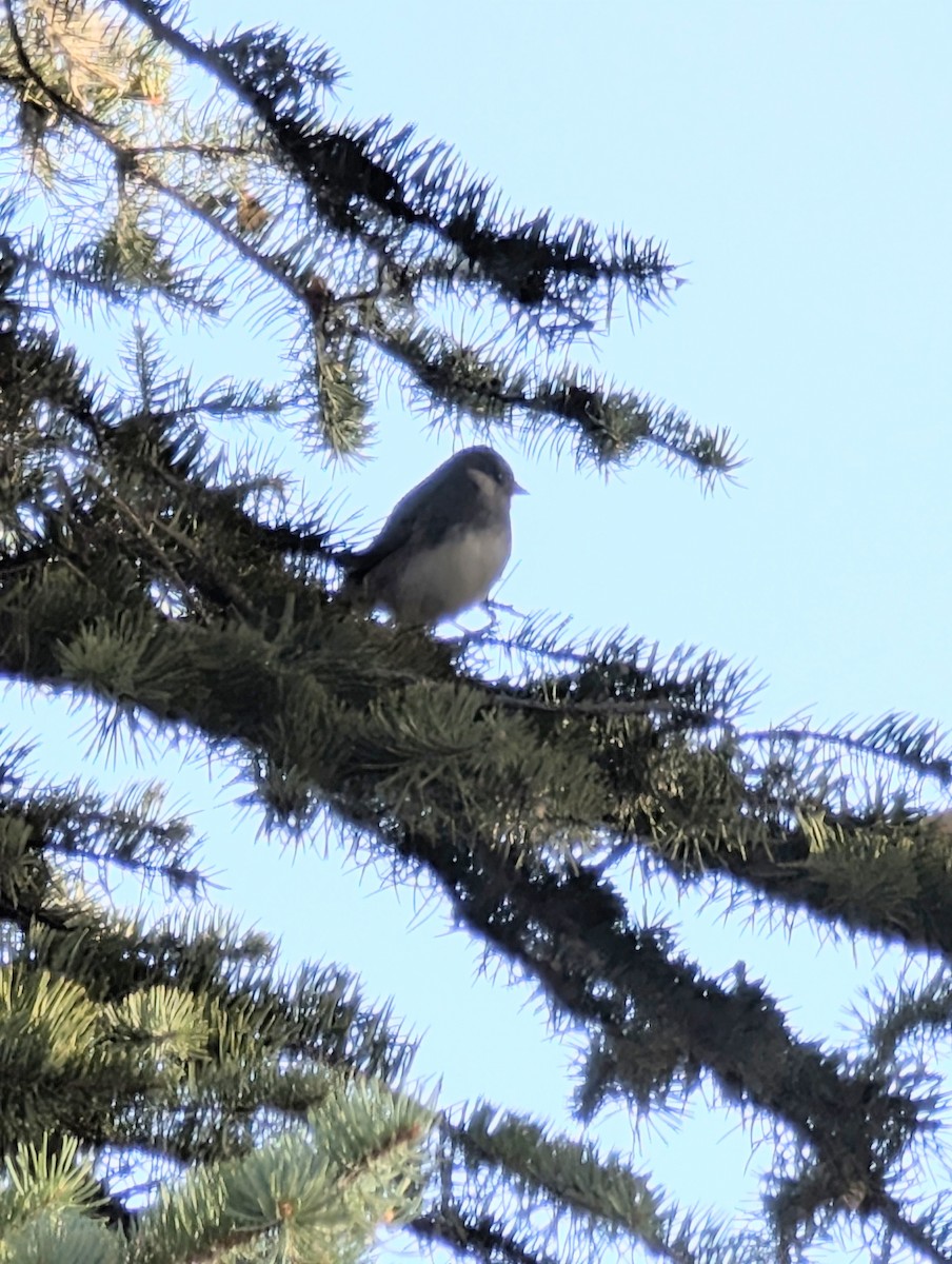 Dark-eyed Junco - ML642974086