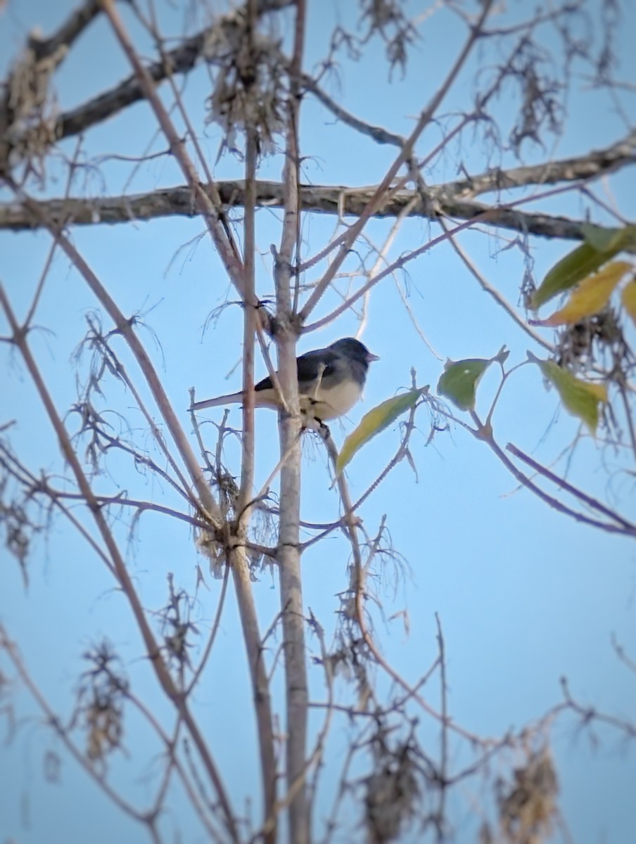 Dark-eyed Junco - ML642974087