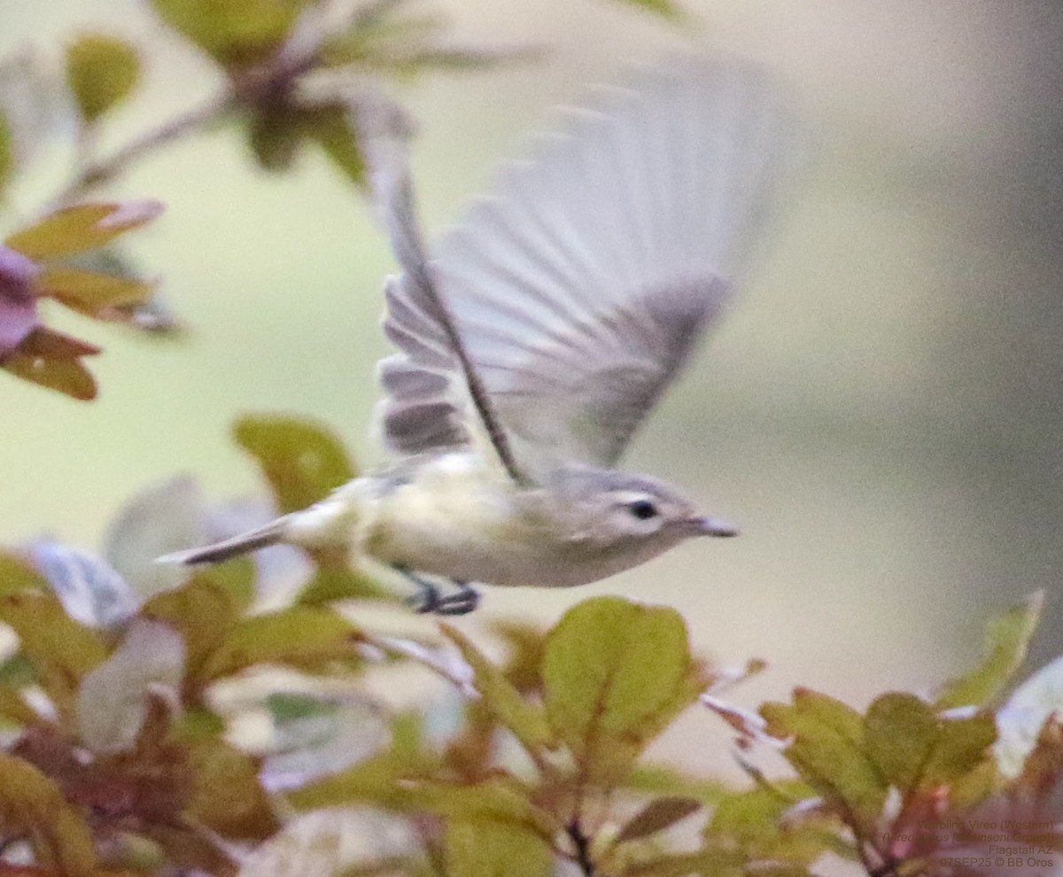 Western Warbling Vireo - ML642974097