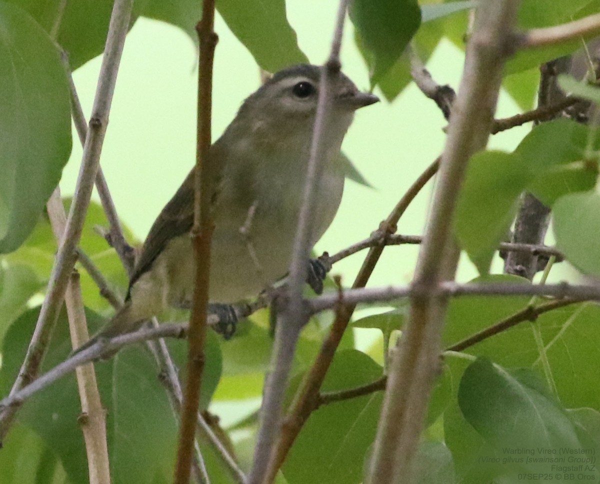 Western Warbling Vireo - ML642974098