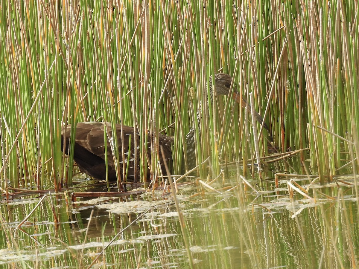 Limpkin - ML642974104