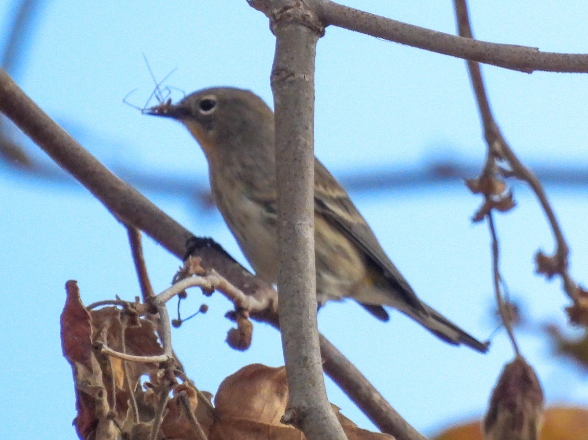 Yellow-rumped Warbler - ML642974122