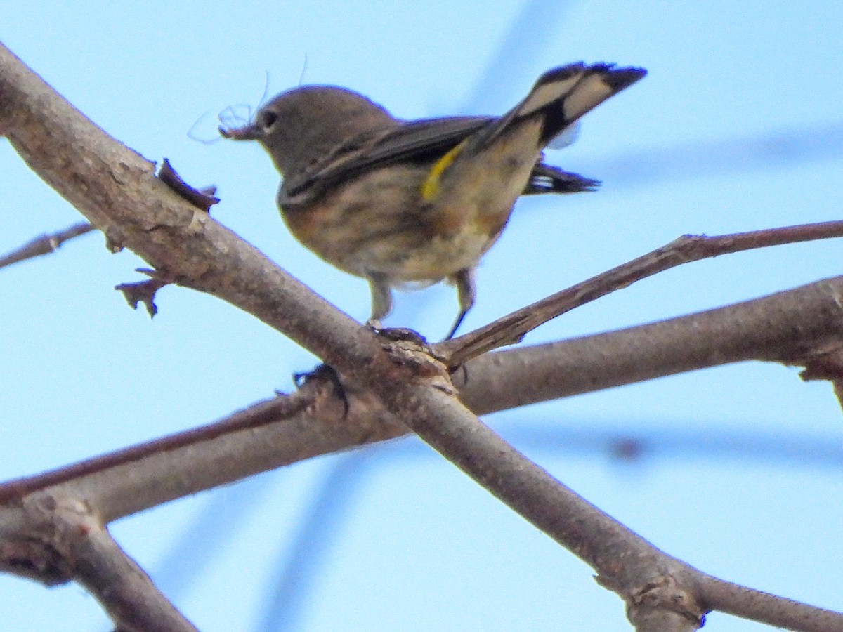 Yellow-rumped Warbler - ML642974128