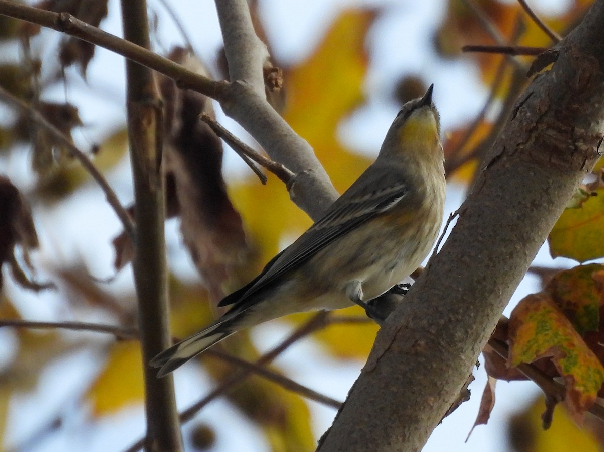 Yellow-rumped Warbler - ML642974133