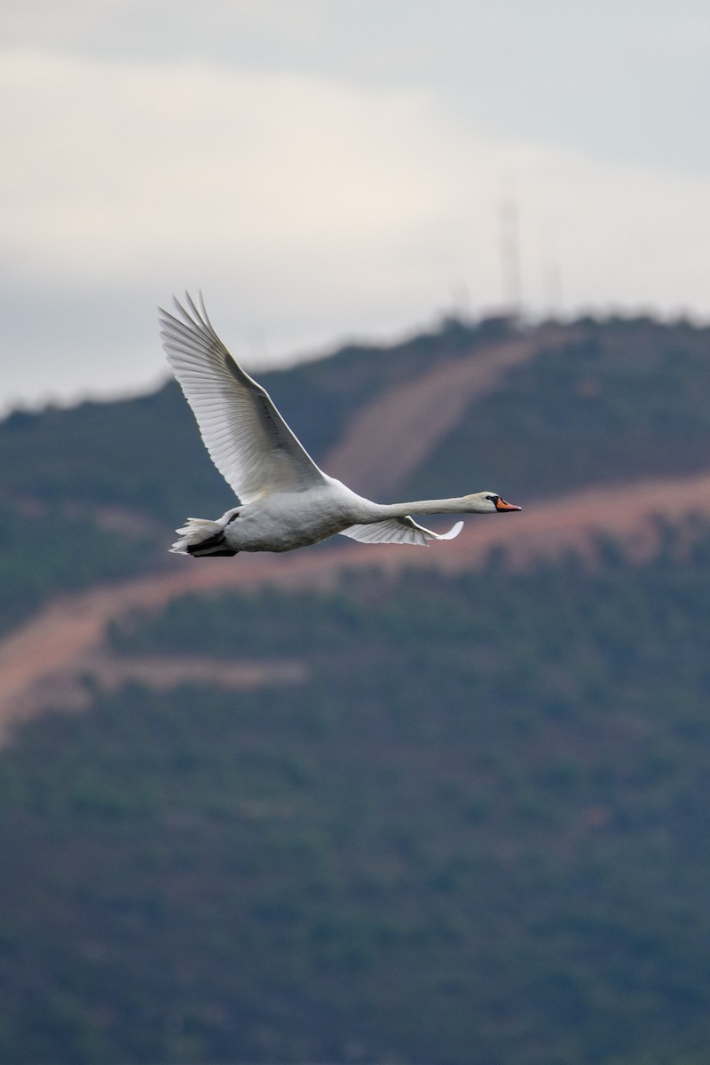 Mute Swan - ML642974140