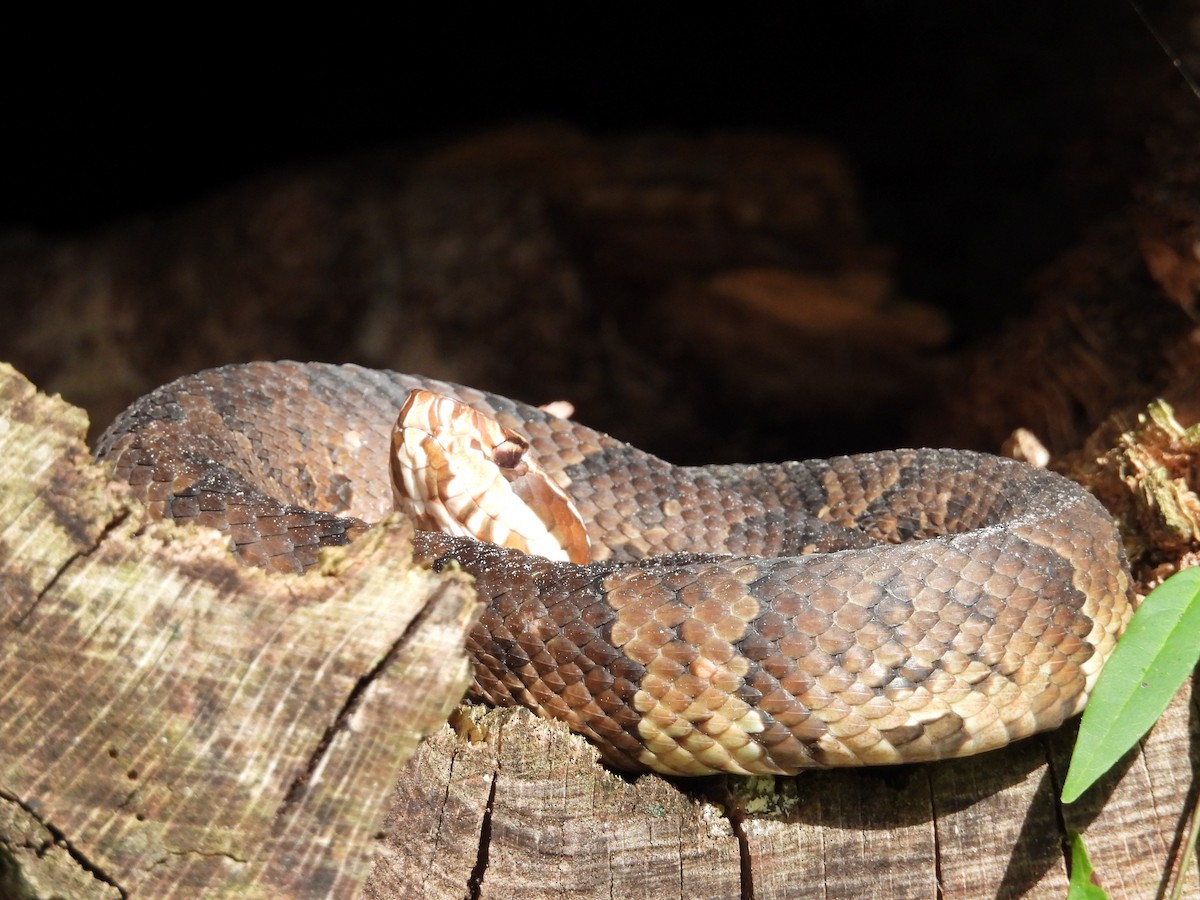 Animals - ML642974149