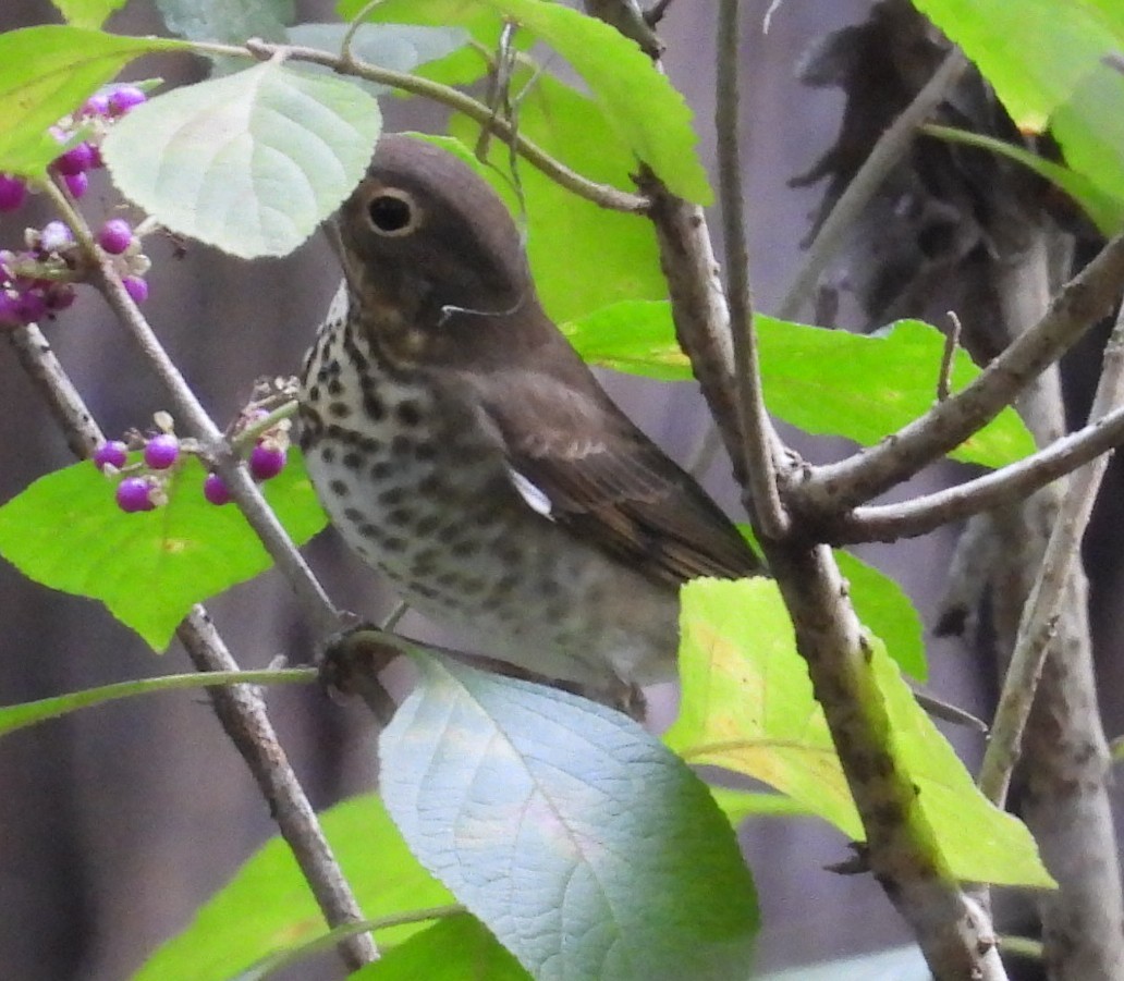 drozd západní - ML642974164