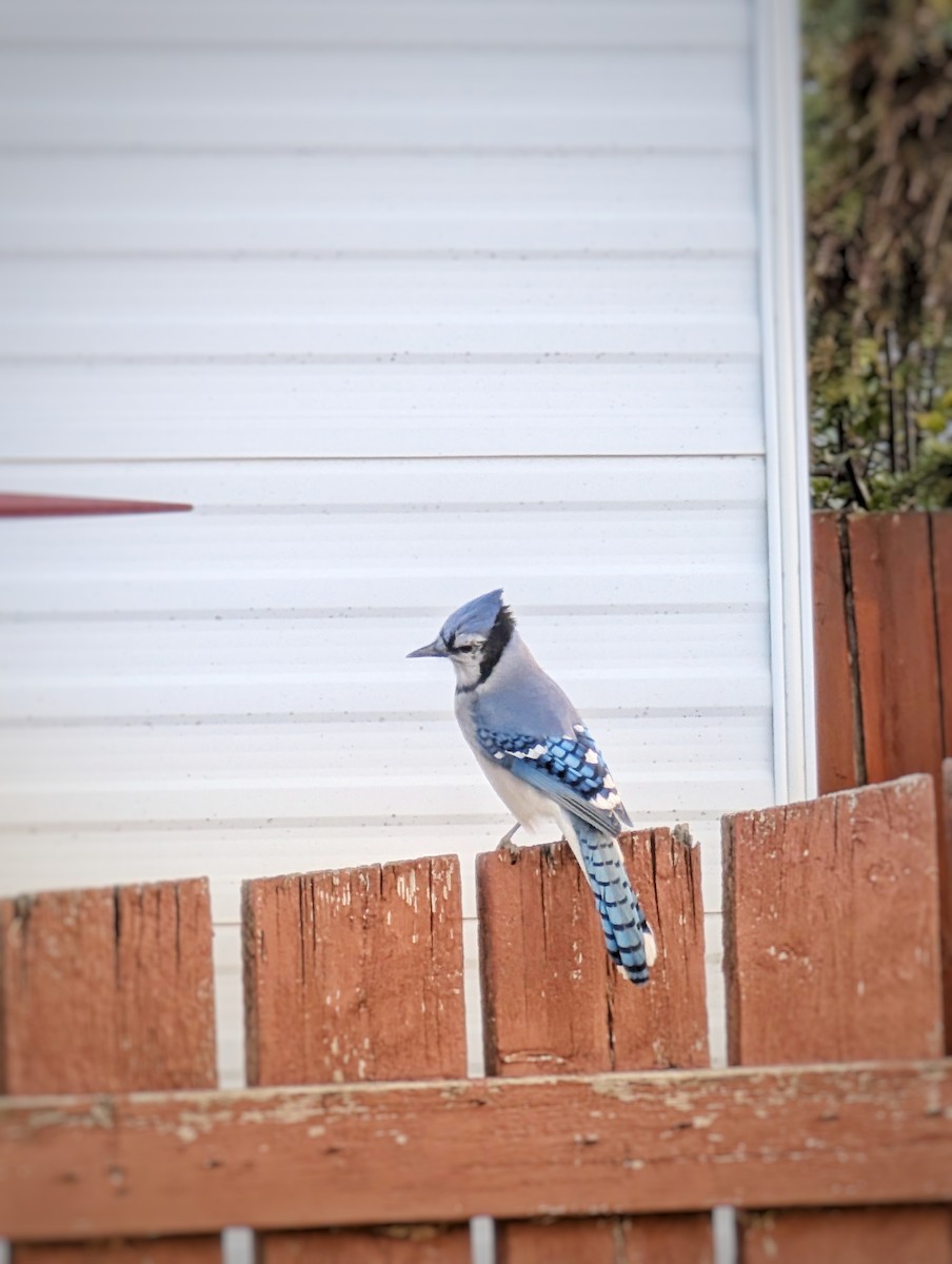 Blue Jay - ML642974165