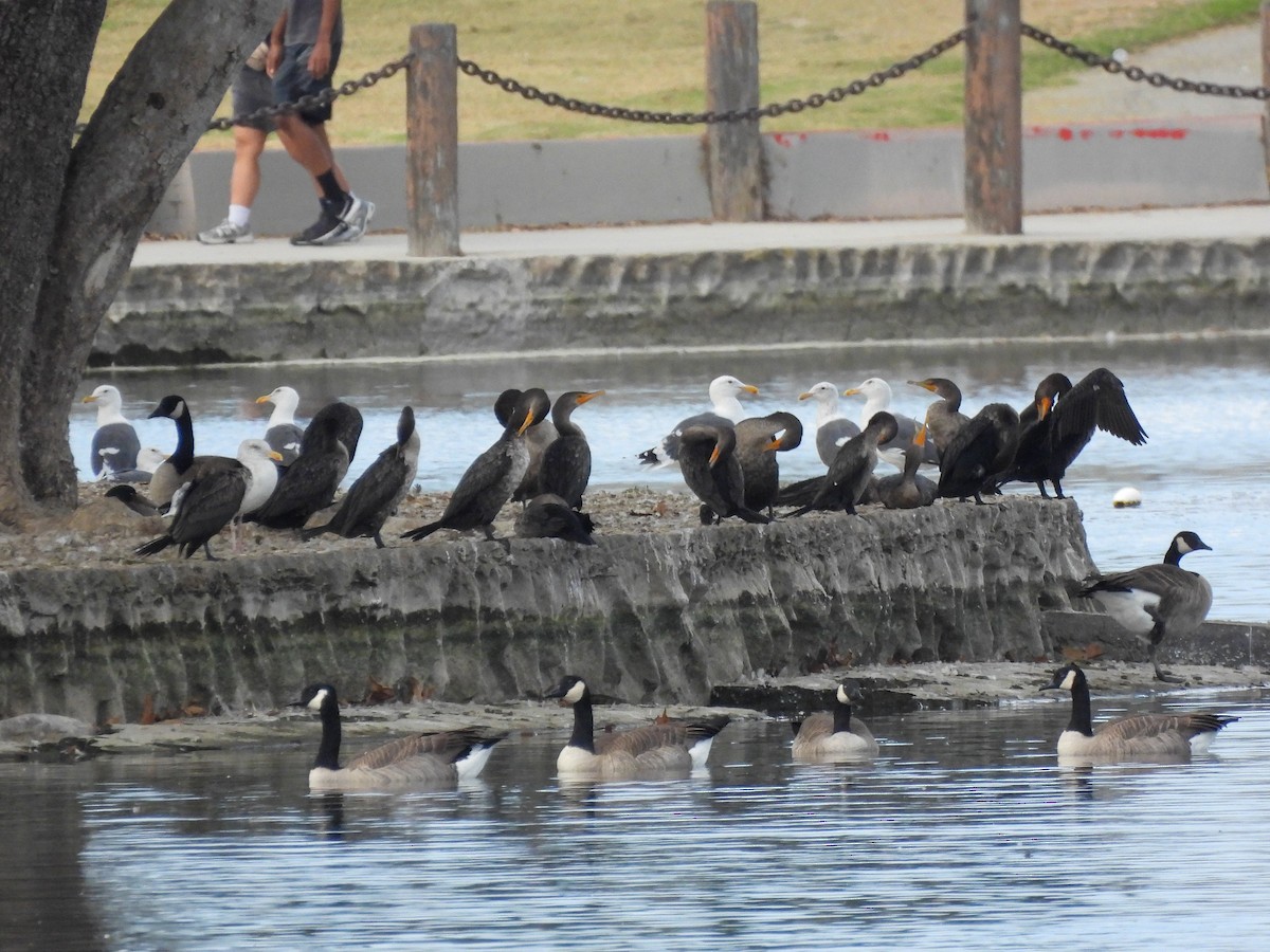Double-crested Cormorant - ML642974171