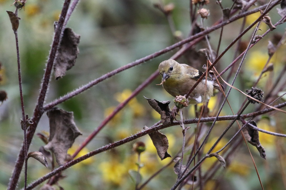 American Goldfinch - ML642974183