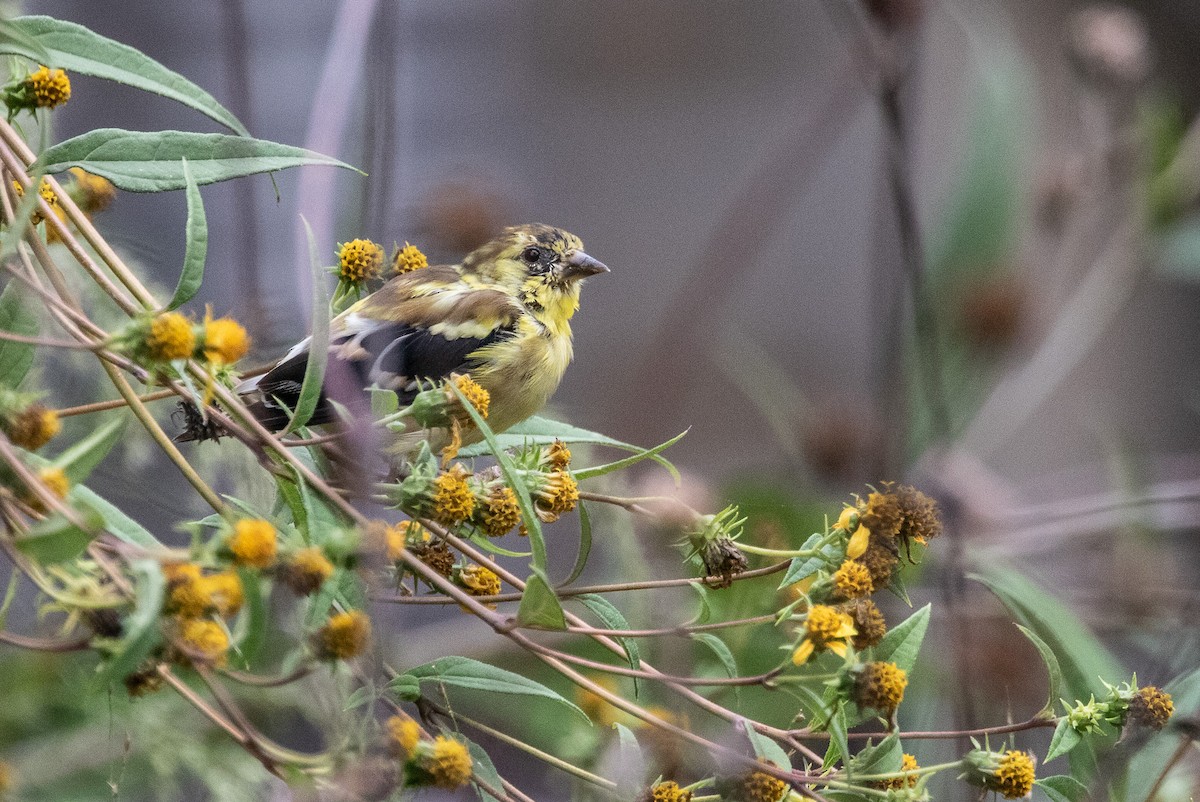 American Goldfinch - ML642974184