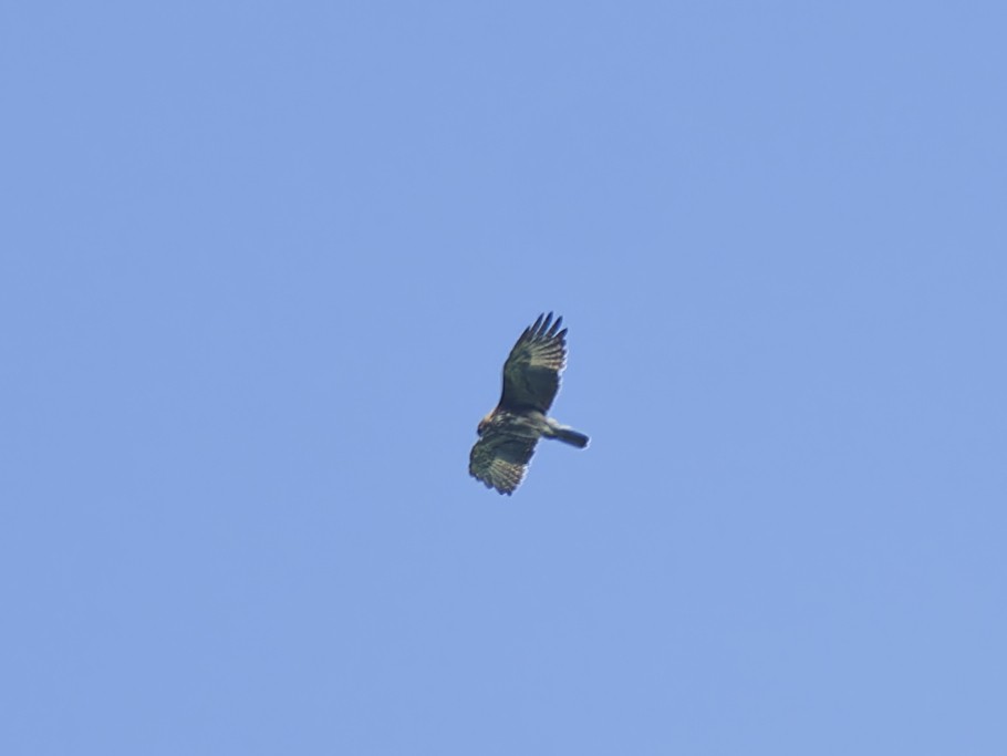 Long-tailed Honey-buzzard - ML642974185